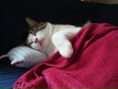 Yulia Piétremont фотография #26 (источник - https://vk.com/id926902)