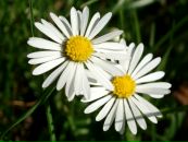 Інна Крайнова фотография #2 (источник - https://vk.com/id134971773)