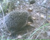 Александр Суслов фотография #23 (источник - https://vk.com/id65236013)