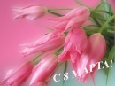 Фотография Стахеевой Юлии