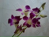 Фотография Виноградовой Айгуль