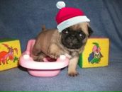 Фотография Бородиной Ольги