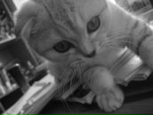 Фотография Mojito Mojito