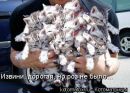 Фотография Скрябина (Николаева) Лады
