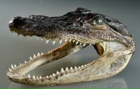 Фотография Сущёнка Павла