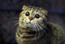 Котэ !!! фотография #23 (источник - https://vk.com/id145725628)