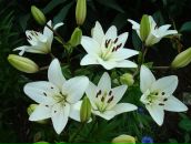 Фотография Субханкуловой Лилии