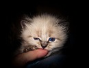 Денис Кузнєцов фотография #38 (источник - https://vk.com/id132123599)