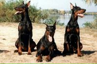 Діма Нікітін фотография #17 (источник - https://vk.com/id38752740)