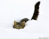 Фотография Фоменко Натальи