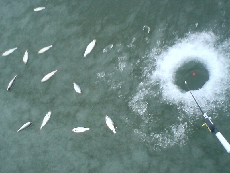 Андрей Скворцов фотография #11