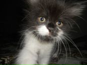 Сергій Хомич фотография #14 (источник - https://vk.com/id8620579)