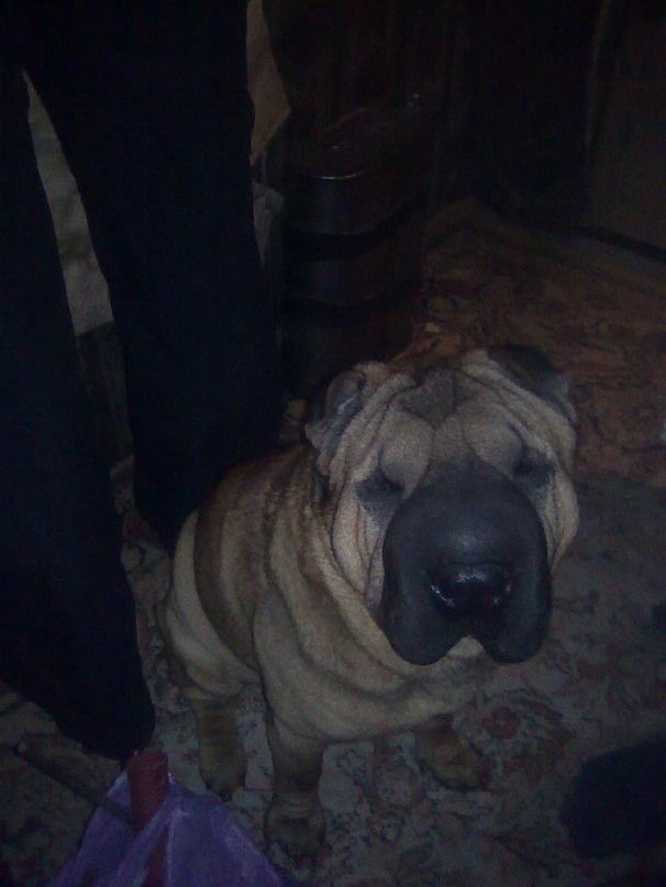 Николай Шашко фотография #12