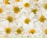 Фотография Ладейщиковой Екатерины