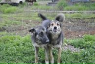 Илья Литаврин фотография #37 (источник - https://vk.com/id2893297)