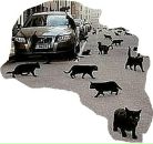 Фотография Кота Иннокентия