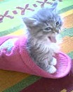 ♥алёнчик♥ *** фотография #14 (источник - https://vk.com/id137196584)