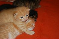 Кіріл Петрук фотография #35 (источник - https://vk.com/id2620559)