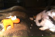 Фотография Гугузина Романа