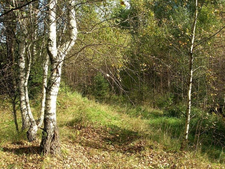 Сергей Дробышев фотография #17