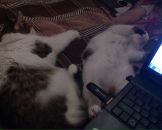 Фотография Черемисиной Анны