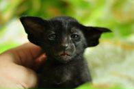 Фотография Самборского Алексея