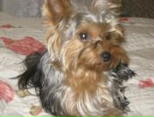 Вован Sid фотография #47 (источник - https://vk.com/id489035)