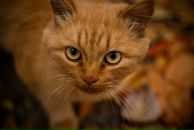 Фотография Михайловой Светланы