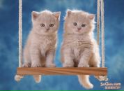 Аліна Дика фотография #9 (источник - https://vk.com/id70478421)