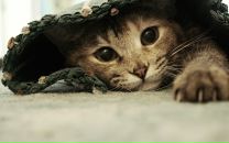 Фотография Смирновой Санечки