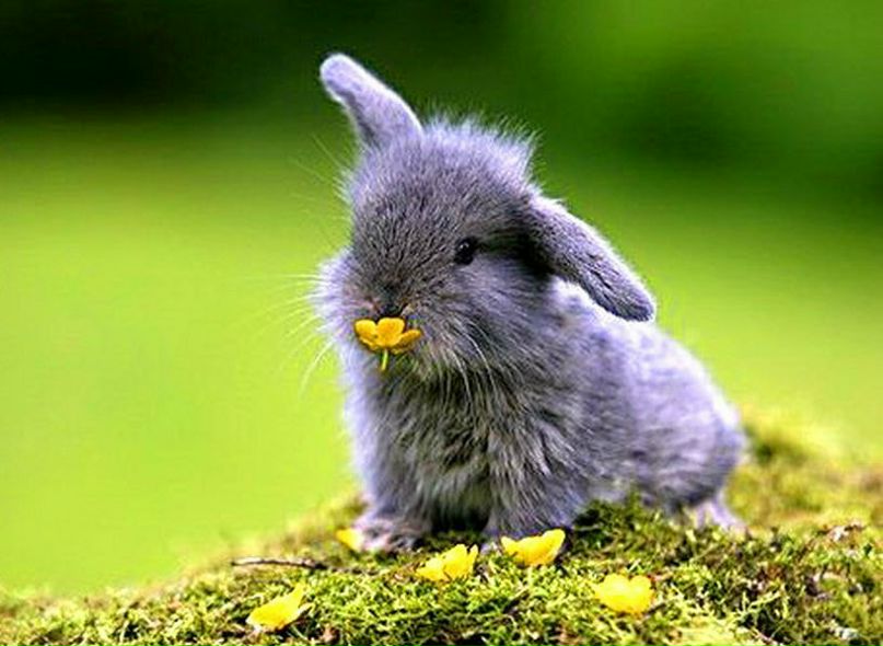 Давид Коява фотография #28