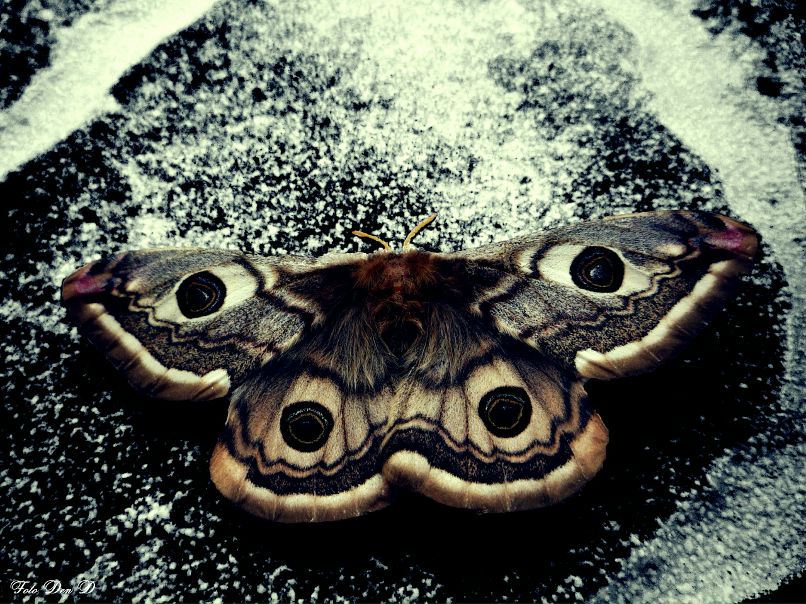 Den D фотография #40