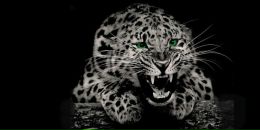 Фотография Диковой Кристины