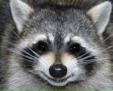 Фотография Лошкарёвой Марины