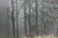 Ольджанка Бартків фотография #32 (источник - https://vk.com/id22298439)