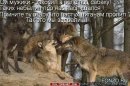 Андрій Львов фотография #40 (источник - https://vk.com/id28441248)