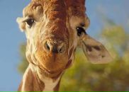 Фотография Калашниковой Анастасии