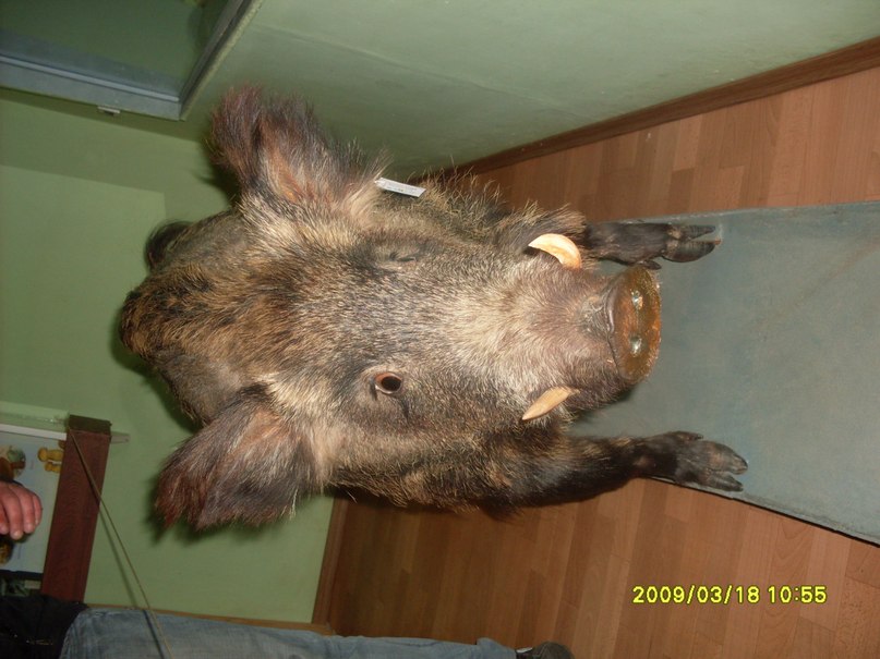 Дмитрий Белецкий фотография #45