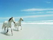 Валері Марко фотография #39 (источник - https://vk.com/id21389333)