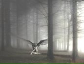 Дым Вночи фотография #9 (источник - https://vk.com/id2554928)