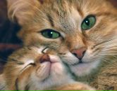 Катя Лайт фотография #41 (источник - https://vk.com/id3798287)