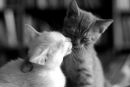 Вікторія Мутенко фотография #18 (источник - https://vk.com/id144119037)