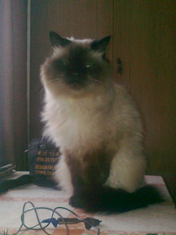 Рома Припутенко фотография #49