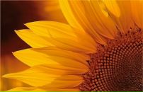 Фотография Лютиковой Алеси