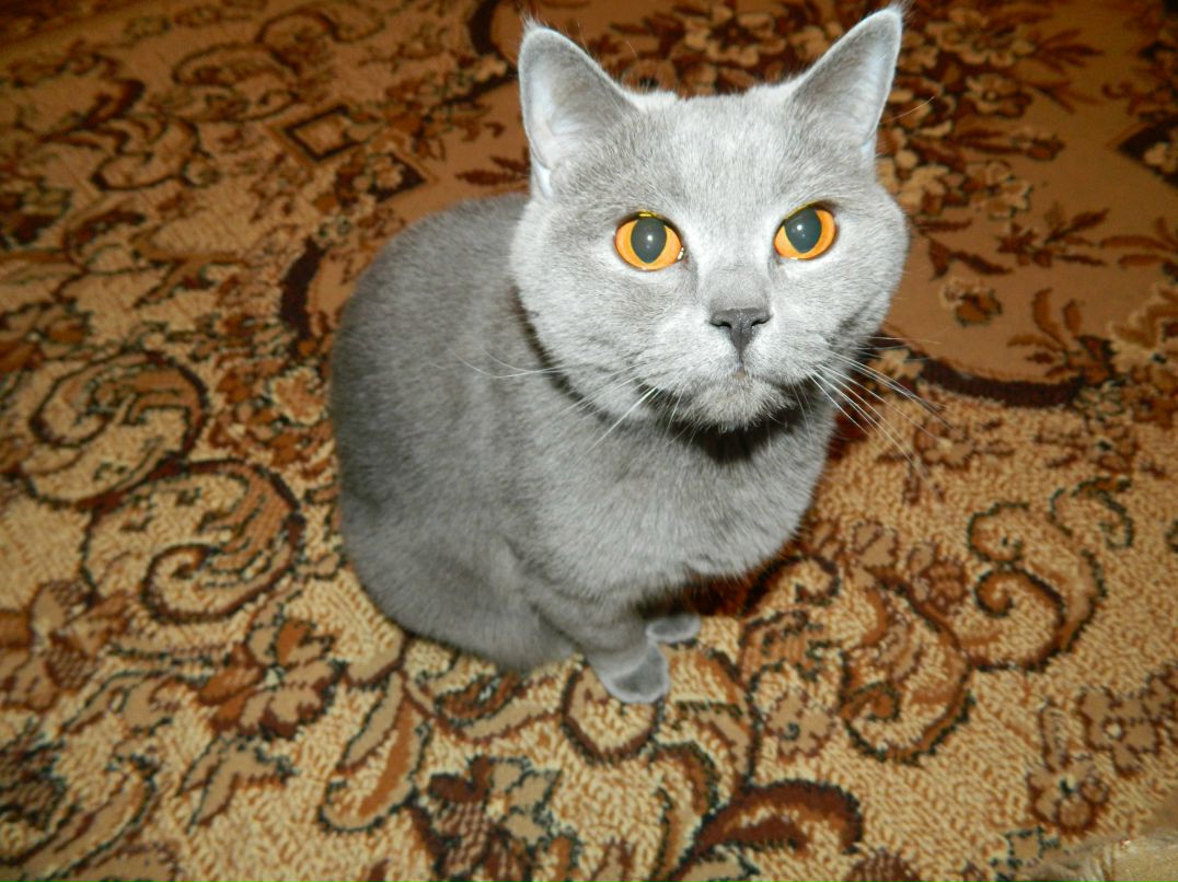 Ksana Psy фотография #22