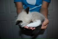 Натаха Підгірець фотография #50 (источник - https://vk.com/id124707984)