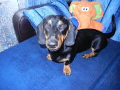 Фотография Милевский Юрий