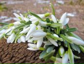 Альвіна Мельник фотография #26 (источник - https://vk.com/id62474230)