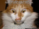 Иришка Венцова фотография #40 (источник - https://vk.com/id4664078)