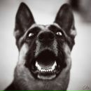 Анатолії Лупушор фотография #17 (источник - https://vk.com/id137291530)